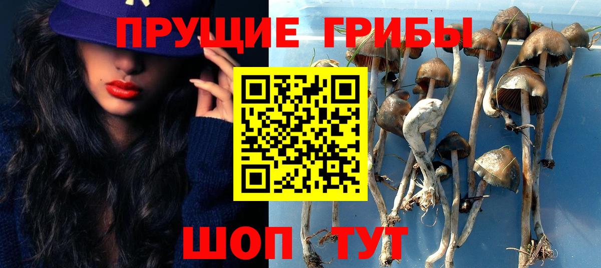 Псилоцибиновые грибы Cubensis Красногорск